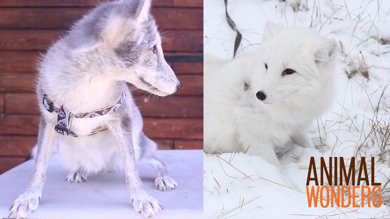 kemosabe meaning November updates: Porcupine, Raven, Cavy, Snake, and Foxes!