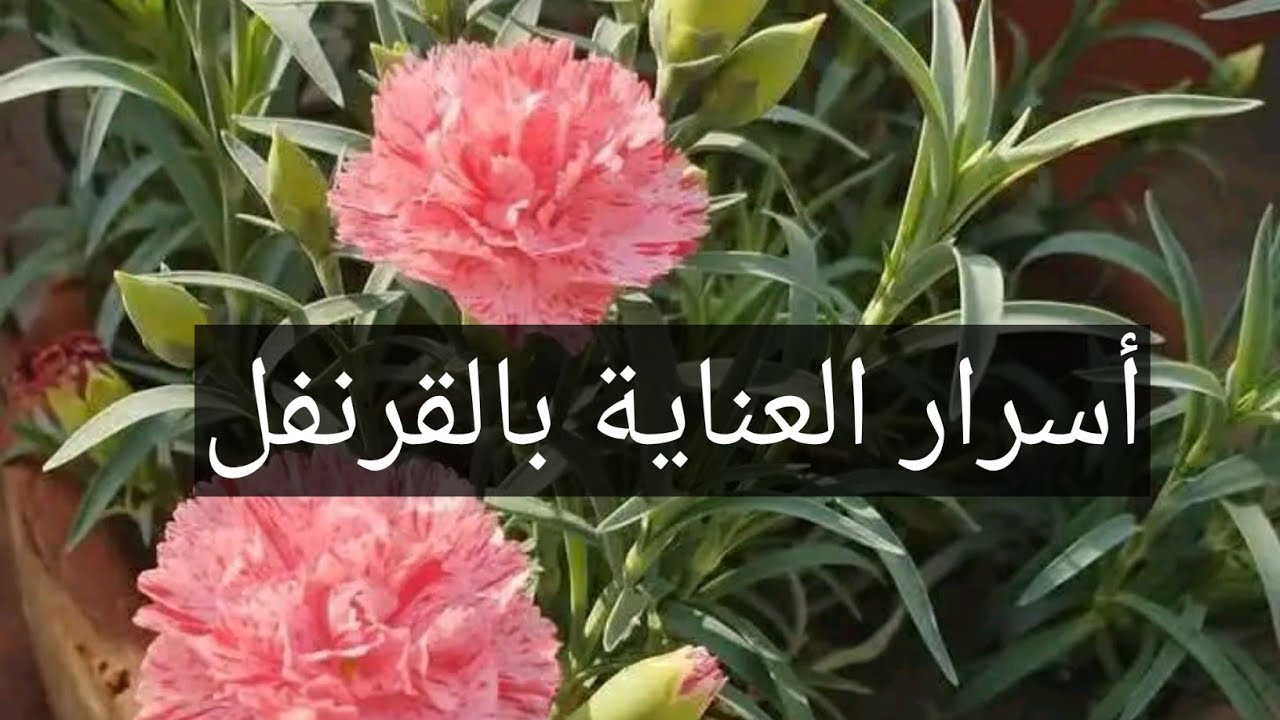 زراعة القرنفل في المنزل