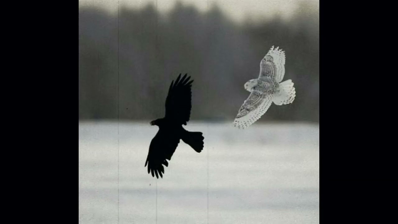 TRAVIS SCOTT X DON TOLIVER TYPE BEAT ~ REBIRTH