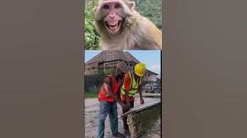 monkey laughs to viral videos part 14 #reaction #funny #monkey #viral