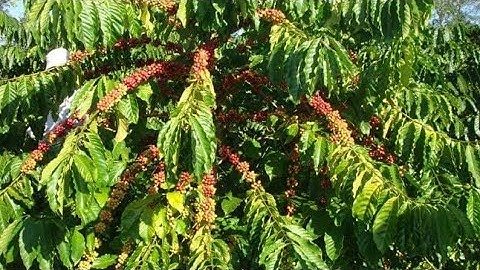 chạy rùa lễ đám tăng của người dân tộc dao đỏ Đắk Nông