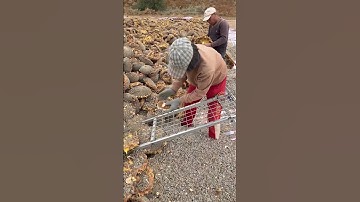 fruit harvest #shortvideo