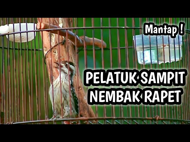 MASTERAN PELATUK SAMPIT / BERAS GACOR TEMBAKAN RAPET class=