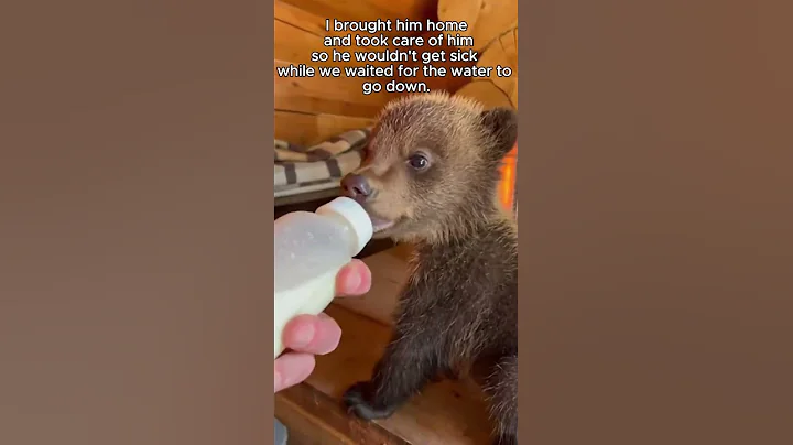 Saving a drowning bear cub from its angry mom! #wisdom #animals