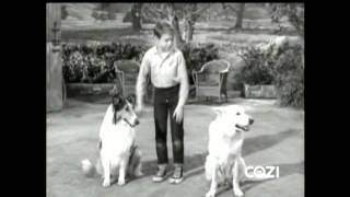 Lassie - Episode #348 - "Guide Dog" - Season 10, Ep. 25 - 04/05/1964