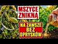MSZYCE WRACAJĄ MIMO OPRYSKÓW? / 1 SZKLANKA I ZNIKAJĄ W 60 MINUT BEZ CHEMII!