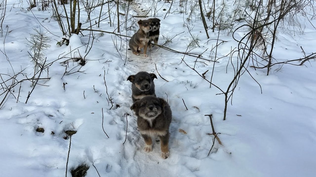 Where’s Our Mom? Desperate Puppies Line Up in the Freezing Snow Searching for Her