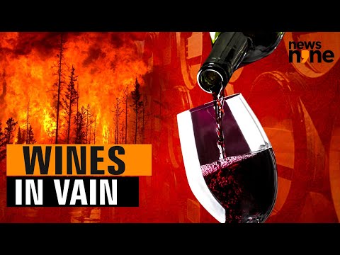 How rising temperatures affect the quality & taste of wines? | Climate Change | Global warming