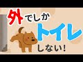 外でしかトイレしない！成犬の室内トイレトレーニング方法