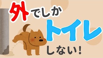 犬トイレしつけ Youtube