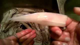 Squid Cleaning 101