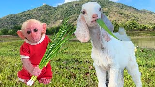 Bon Bon baby monkey feeds goats for dad