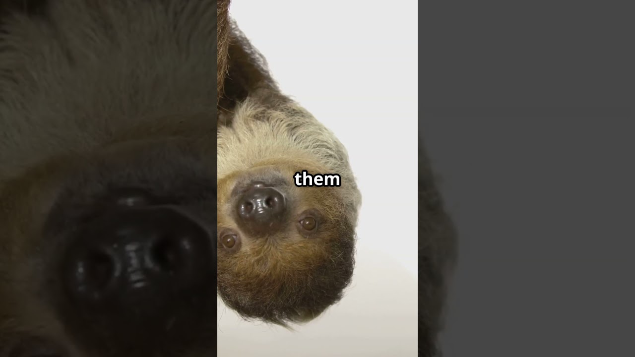 The Slowest but Smartest Survival Masters! 🦥🤯 