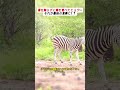 毒を知らずに肉を食べたヒョウ… それが最後の食事に!? #捕食ミス #自然界の逆転劇 #毒の脅威 #ヒョウの末路 #命がけの狩り