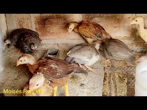 Franguinho piando e galinha da Angola