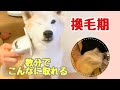 【柴犬】柴犬の換毛期vsペット電動掃除機　数分でこんなに抜ける