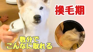 【柴犬】柴犬の換毛期vsペット電動掃除機　数分でこんなに抜ける