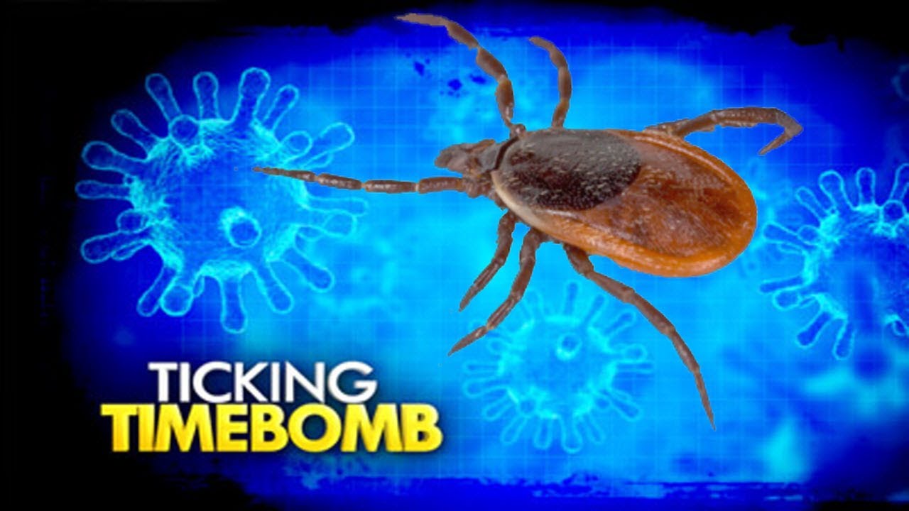 Lyme Disease In Australia YouTube