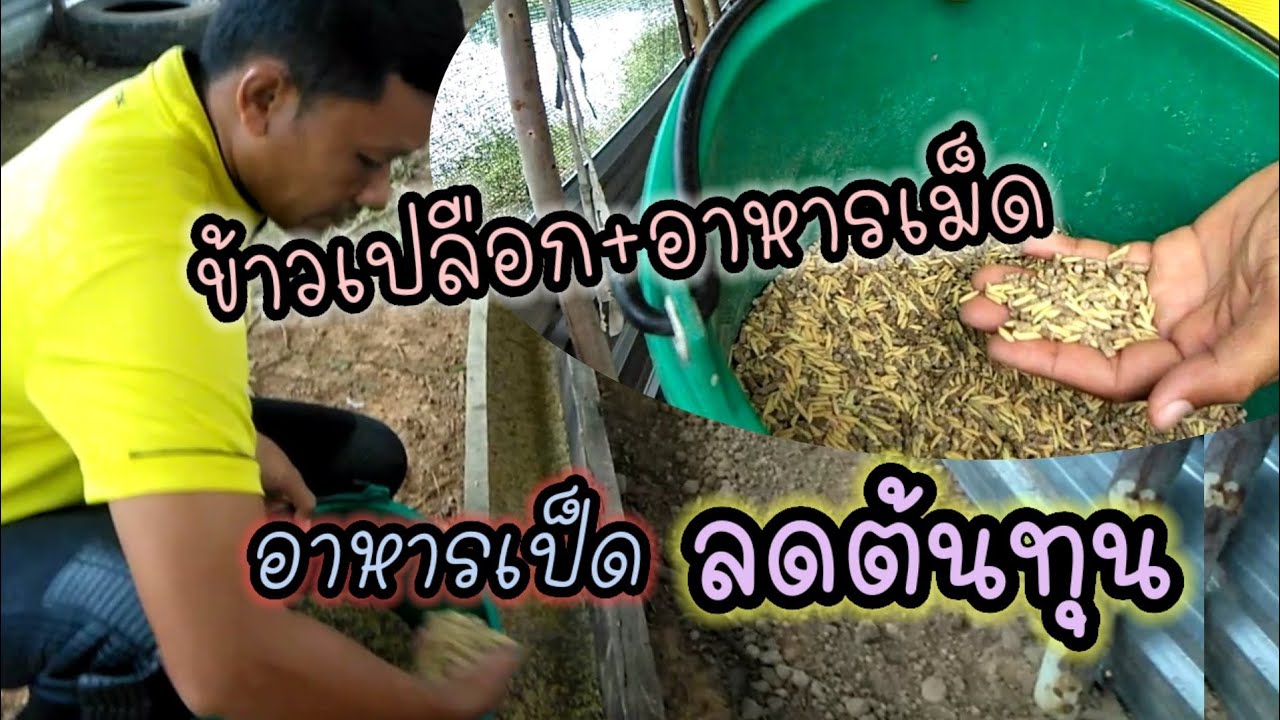 มือใหม่หัดเลี้ยงเป็ดep.10 ให้ข้าวเปลือกกับอาหารเม็ด เป็นอาหารเป็ดลดต้นทุน เลี้ยงเป็ดไข่ เกษตรผสมผสาน