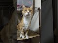 2026 01 12 03 猫動画ショートですニャン ‐ #cat #子ネコ #猫 #catsofyoutube #cats