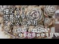 【多肉植物・簡単・短期間に増やせる！オススメ品種を紹介！】増やしやすい！成長が早い！モリモリになった多肉を紹介