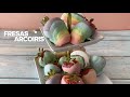 Fresas Arcoíris 🍓🌈 (Cocina con TW 116)