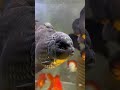 ORANDA AŞKINA ❤️🙈🥰 #fish #planetaquarium #aquarium #axolotl #aquariumfish #megaquarium #fishtank