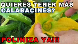 👉POLINIZAR CALABACIN Polinización Manual De Calabacines Flor Hembra Flor Macho / VIVIR EN EL CAMPO