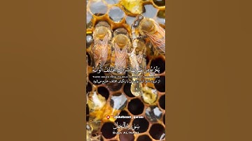 ( يخرج من بطونها شراب مختلف ألوانه فيه شفاء للناس) ( سورة النحل) ( الشيخ عبد الباسط )