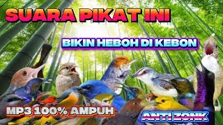 SUARA PIKAT BURCIL PALING AMPUH ANTI ZONK SANGAT MEMPESONA MP3 PUTAR SEKALI LANGSUNG NYAUT