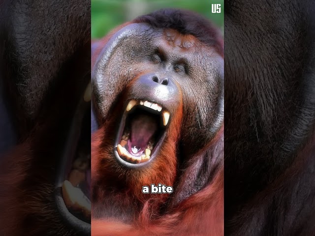 Orangutans Compared to Human class=