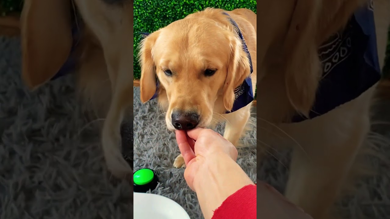 Funny Dog FINESSES Pancakes 😂🐶