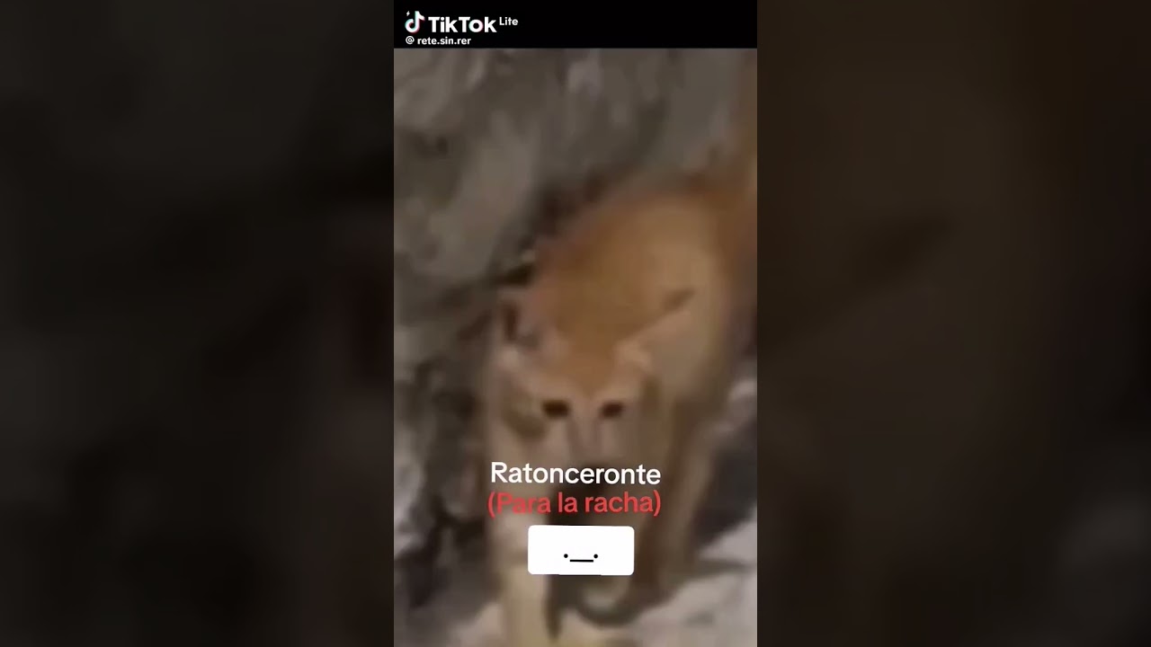 Gato vs giga rata 