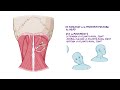 Anatomy of the suboccipital region