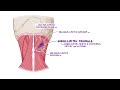 Anatomy of the suboccipital region