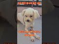 3급 애견묭사의 실견 실습 ( Feat : 학원생 )