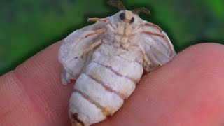 Adorable Cute Fuzzy Wooly MOTHS to distract you from cold harsh reality because life sux