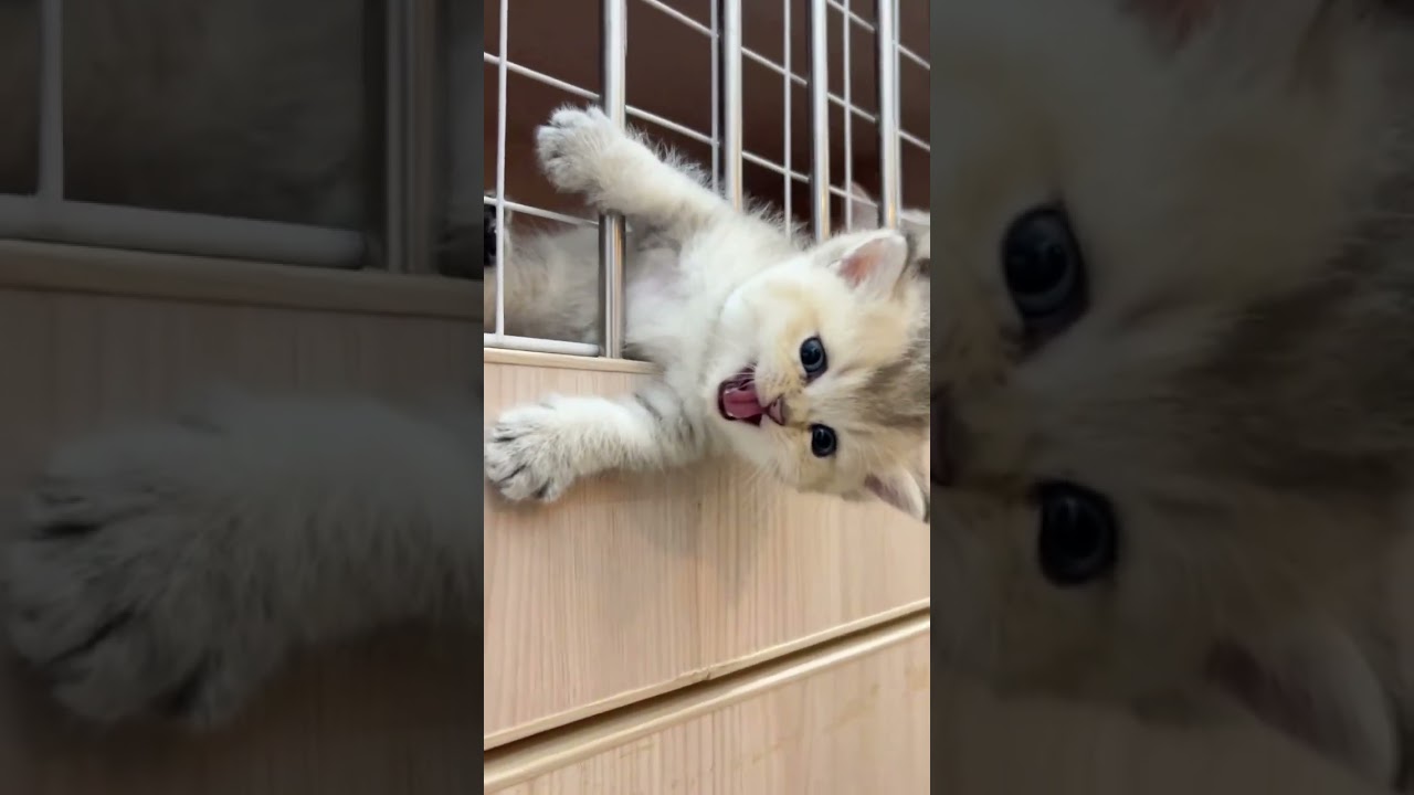 Dumb cats always get themselves into trouble🤦‍♀️