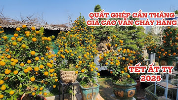 Quất cảnh tết ghép cây cần thăng đắt đỏ vẫn cháy hàng tết 2025