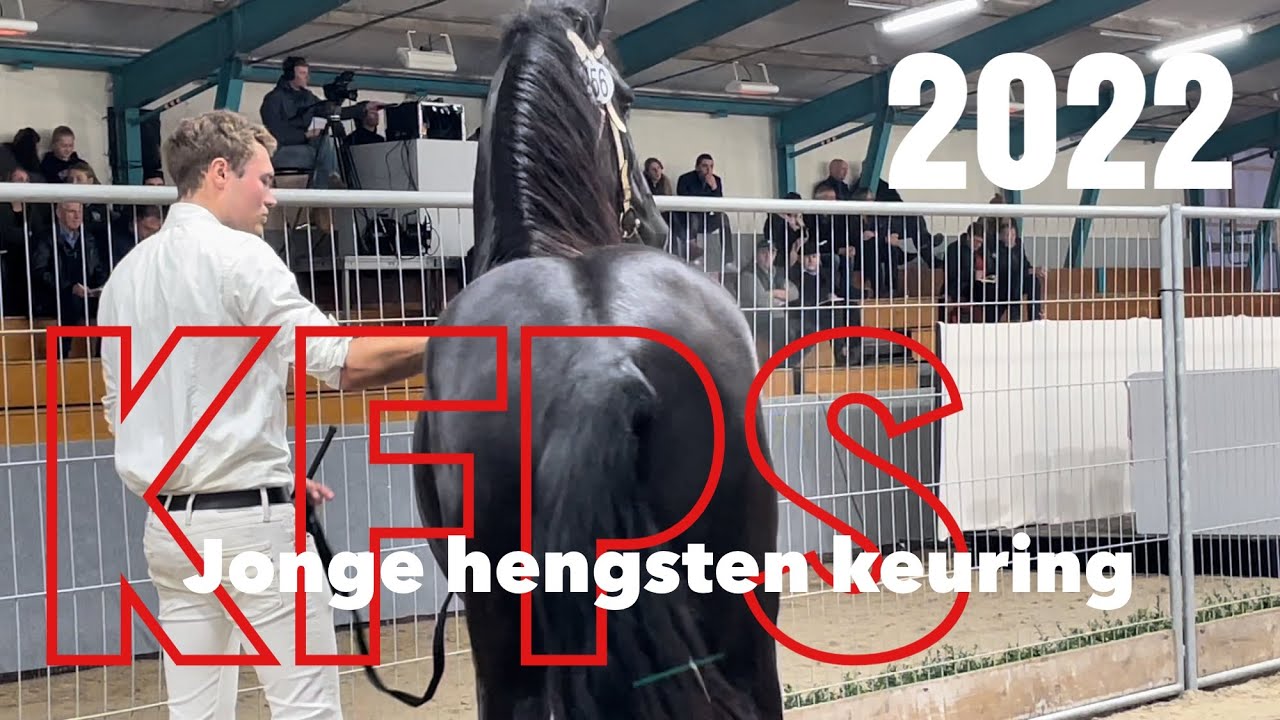 KFPS Royal Friesian Young Stallion Selection 2022