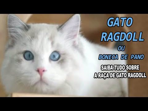 Vídeo: Gato Da Anatólia: Características Da Aparência Da Raça, Cuidados E Manutenção Do Gato, Caráter E Hábitos, Reprodutores, Avaliações De Proprietários