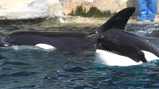 シャチ　アースくんとリンちゃん　朝のウォーミングアップです　【名古屋港水族館】Killer whale Port of Nagoya Public Aquarium