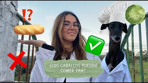 ¿Pueden comer pan los caballos?