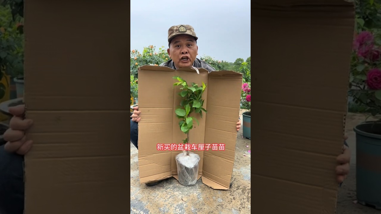 Cherries need a certain amount of cold storage to grow, so friends in areas south of Shandong.