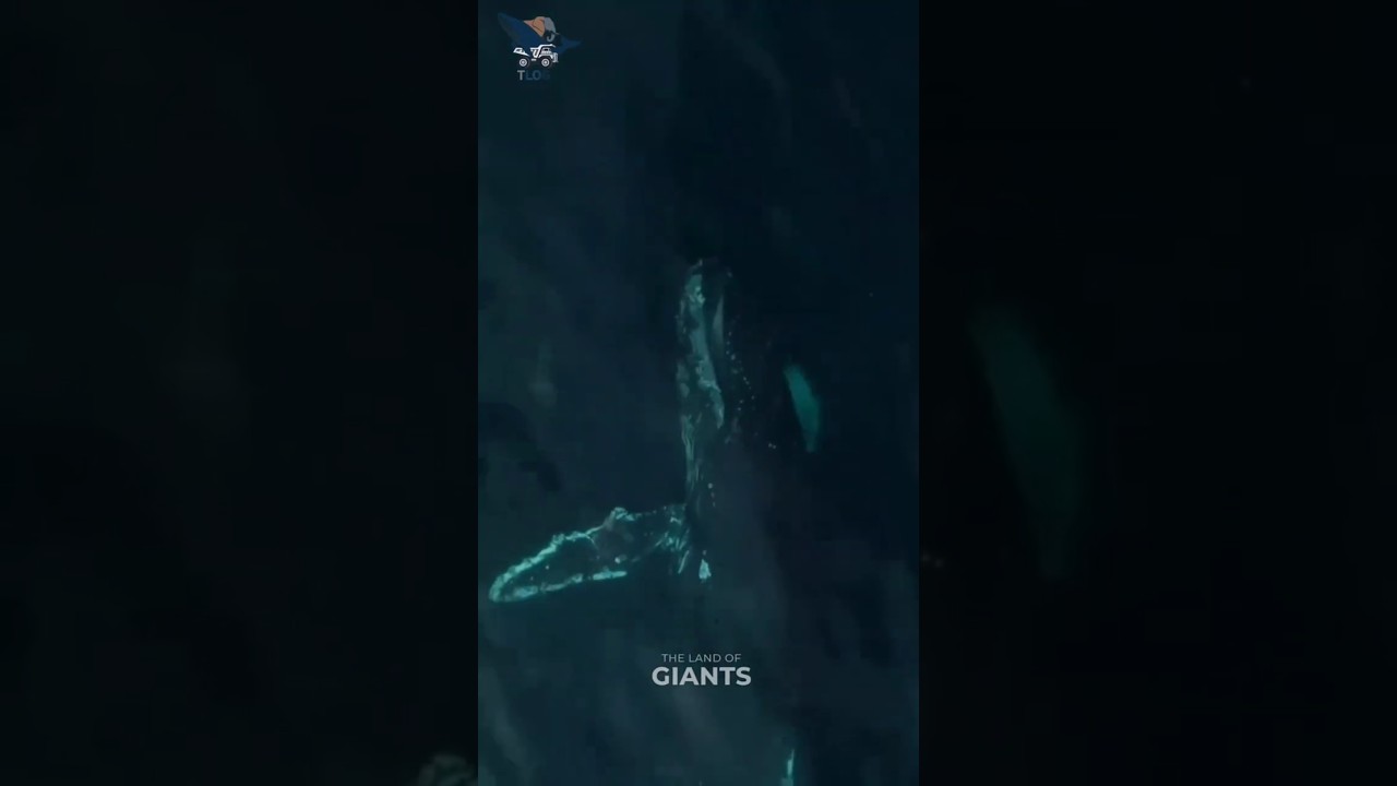 "Unbelievable Whale Sighting 🐋🌊 | Ocean’s Gentle Giant" 