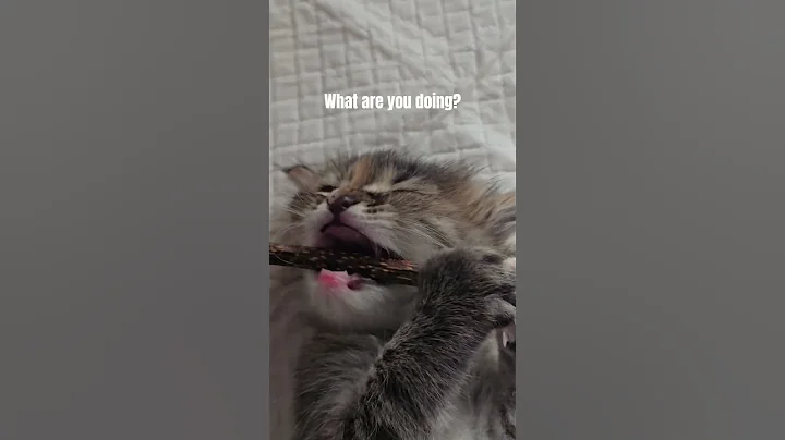 Video 10565671: scottishfold cat, cat scottishfold funny, funny baby cats