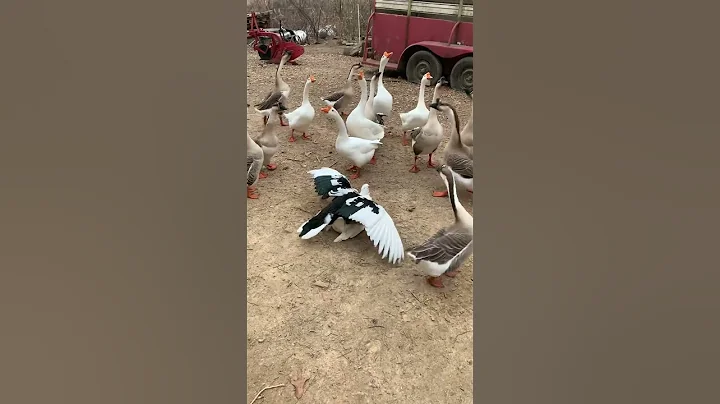 Muscovy Duck Breeding With Geese Watching - DayDayNews