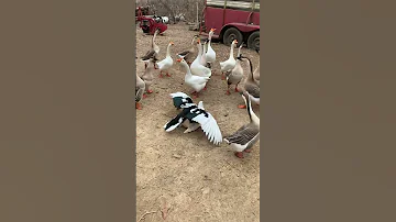 Muscovy Duck Breeding With Geese Watching 
