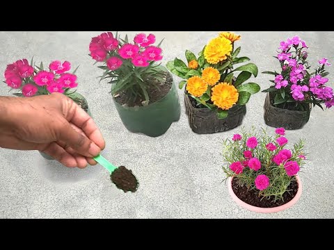 Video: Plantas de glicinia sedosa - Aprenda a cultivar glicina sedosa en paisajes