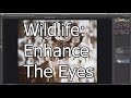 Wildlife Photography: Enhance The Eyes